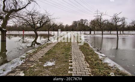 Ein Damm führt durch die überschwemmten Obstgärten am Alten Rhein, die dann im Winter übergefroren werden Stockfoto