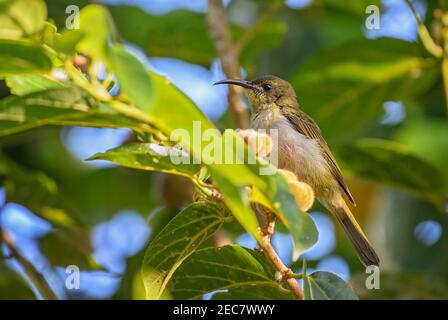 Variabler Sonnenvogel - Cinnyris venustus, schöner kleiner Sitzvogel aus afrikanischen Gärten und Wäldern, Sansibar, Tansania. Stockfoto