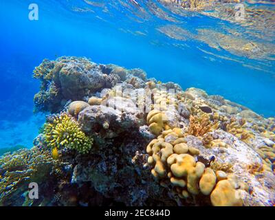 Korallen beim Schnorcheln im Golf von Aqaba in Jordanien. Aqaba hat ausgezeichnetes Tauchen mit bunten Riffen. Aqaba, Rotes Meer, Jordanien. Stockfoto