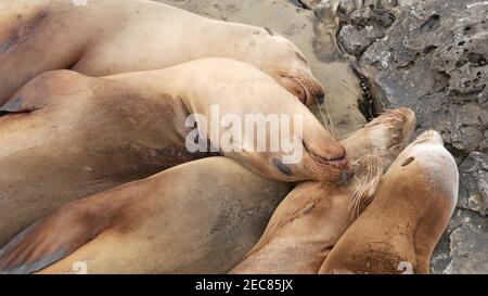 Seelöwen auf dem Felsen in La Jolla. Wildrohrige Robben, die in der Nähe des pazifischen Ozeans auf Steinen ruhen. Lustige faule Tiere schlafen. Geschützte Meeressäuger Stockfoto