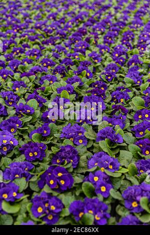 Violette primula vulgaris, Primel. Blühende Primula (Primula Vulgaris). Blumenhintergrund Stockfoto