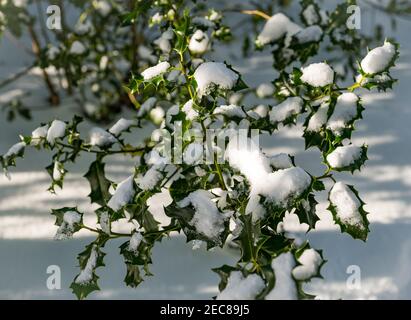 Nahaufnahme von stacheligen Buschblättern, die bei Sonnenschein im Winter, Schottland, Großbritannien, mit Schnee bedeckt sind Stockfoto