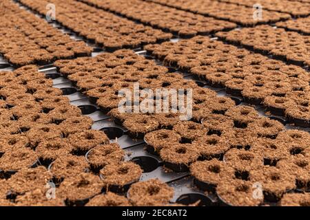 Blumentöpfe mit Erde gefüllt. Vorbereitung von Kunststofftöpfen für die Gartenarbeit in der Pflanzenkübel. Konzept mit Boden- und Gartentöpfen im Gewächshaus. Stockfoto