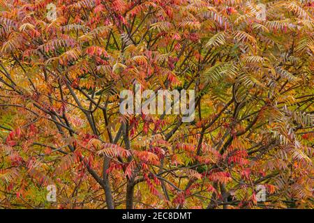 Staghorn Sumac ist ein kleiner Baum, der in offenen und gestörten Gebieten im Nordosten der Vereinigten Staaten und im Südosten Kanadas gefunden wird. Im Herbst zeigt es sich brillant Stockfoto