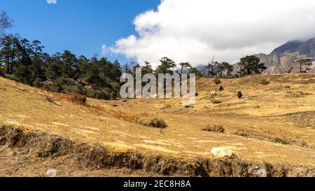 Landschaft in den Bergen, Yaks grasen auf dem Feld, Hochland in Nepal, Himalaya-Landschaft, tibetische Landschaft Stockfoto