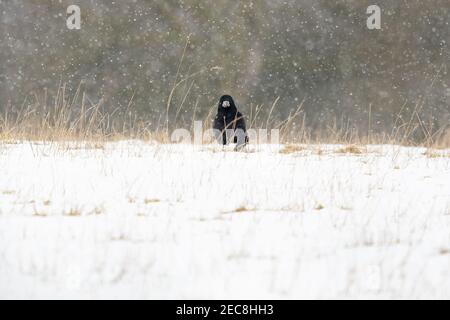 Gartness, Stirling, Schottland, Großbritannien. Februar 2021, 13th. UK Wetter: Das Wetter bleibt bitterkalt mit Eis und Schneeschauern im Weiler Gartness. Im Bild - Saatkrähen im schneebedeckten Feld auf der Suche nach Würmern und Würmern zu essen Kredit: Kay Roxby/Alamy Live News Stockfoto