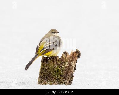 Eine graue Bachstelze auf einem gefrorenen Teich Im Winter in Mitte Wales Stockfoto