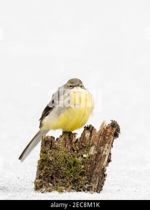 Eine graue Bachstelze auf einem gefrorenen Teich Im Winter in Mitte Wales Stockfoto