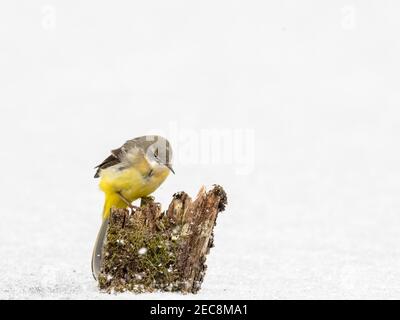 Eine graue Bachstelze auf einem gefrorenen Teich Im Winter in Mitte Wales Stockfoto