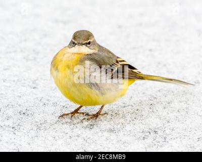 Eine graue Bachstelze auf einem gefrorenen Teich Im Winter in Mitte Wales Stockfoto