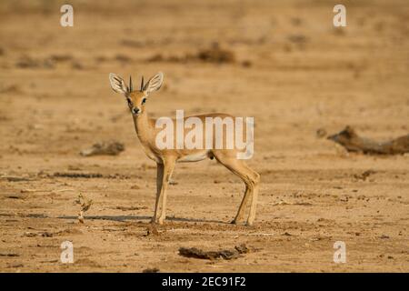 Steinbok-Antilope in Namibia, Blick auf Kamera, trockene und trockene Gegend Stockfoto