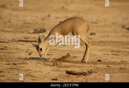 Steinbok-Antilope in Namibia, auf trockenem Boden gesucht Stockfoto