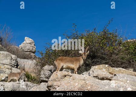 Blick auf iberische Wildbergziegen im El Torcal Naturpark in Andalusien Stockfoto