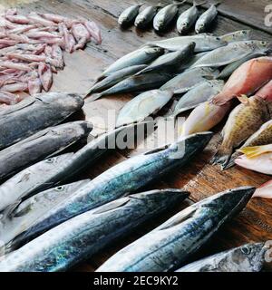 Frischer Fisch und Tintenfisch auf einem Holztisch. Der Fischerkresen. Sri Lanka. Stockfoto