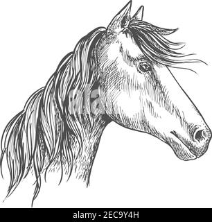 Weißes Pferd mit gewellter Mähne. Mustang Hengst Skizze Porträt mit spitzen Ohren und freundlich vertrauensvolle Blick der Augen Stock Vektor