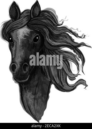 Schwarzes edles Raben Mustang Porträt. Pferdehengst mit welligen Mähne Strähnen blicken geradeaus Stock Vektor
