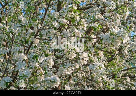 Nahaufnahme des Apfelbaums in voller Blüte Stockfoto