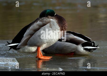 Zwei Stockenten auf gefrorenem Teich Stockfoto