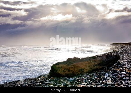 Ein großer Baumstamm, der nach einem stürmischen Tag am Kiesstrand von Arbroath aufgeschwemmt wurde. Stockfoto