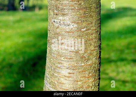 Wilde Kirsche (prunus avium), Nahaufnahme, die die markante Textur und Markierungen auf der Rinde eines jungen Baumes zeigt. Stockfoto