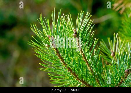 Schottenkiefer (pinus sylvestris), Nahaufnahme mit der Spitze eines Astes mit jungen unreifen Zapfen und hinterleuchteten grünen Nadeln. Stockfoto