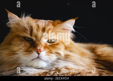 Porträt einer schläfrigen, Ingwer-Katze Stockfoto