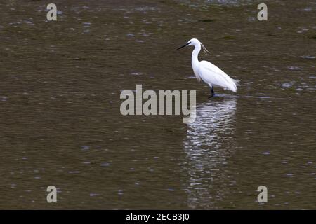 Kleiner Reiher [ Egretta garzetta ] steht in Mündung mit Kräuselreflexion Stockfoto