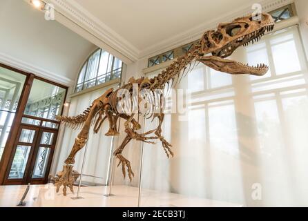 Skelett des allosaurus, großer fleischfressender Dinosaurier im Museum für Naturwissenschaften in Brüssel, Belgien Stockfoto