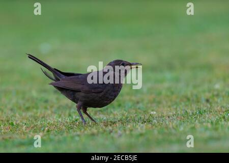 Amsel Weibchen [ Turdus merula ] auf Rasen mit sehr Geringe Schärfentiefe Stockfoto