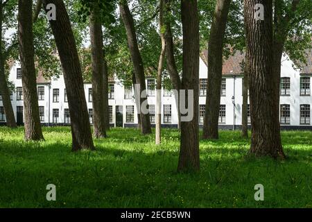 Weiße Hausfronten der Fürstlichen Beginenstätte Ten Wijngaerde in Brügge, Belgien Stockfoto