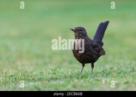 Amsel Weibchen [ Turdus merula ] auf Rasen mit sehr Geringe Schärfentiefe Stockfoto