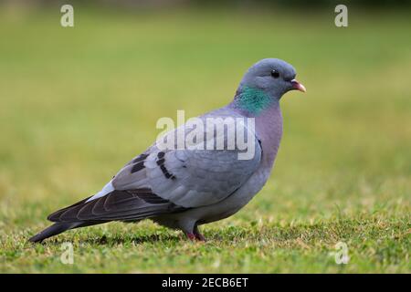 Stock Dove [ Columba oenas ] auf Rasen mit sehr Geringe Schärfentiefe Stockfoto