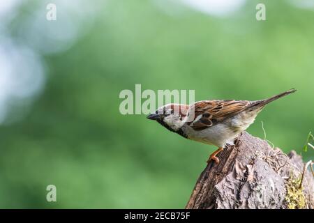Männlicher Haussparrow [ Passer domesticus ] auf verfaultem Holz Post mit unscharf grün backgroung zeigt einige Bokeh Highlights