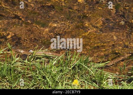 Schlange in einem Bach in Virginia, USA Stockfoto