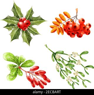 Flache weihnachtsbeeren und Zweige mit Mistel ashberry Berberitze gesetzt Isoliert auf weißem Hintergrund Vektorgrafik Stock Vektor