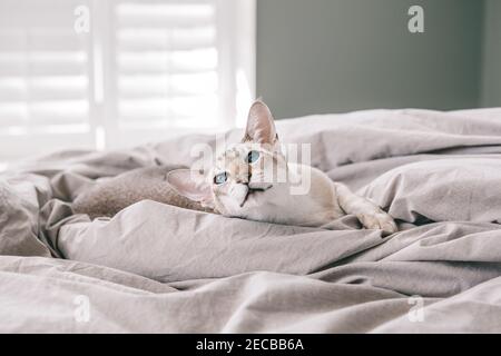 Schöne blauäugige orientalische Rasse Katze liegend auf dem Bett zu Hause Blick weg. Flauschige behaarte Haustier mit blauen Augen zu Hause entspannen. Bezaubernd Stockfoto