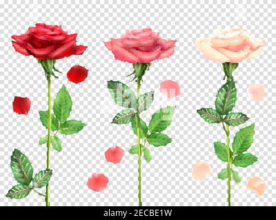 Drei schöne rote und rosa Rosen und Blütenblätter isoliert gesetzt Auf transparentem Hintergrund realistische Vektordarstellung Stock Vektor
