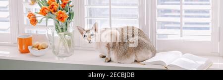 Orientalische Katze sitzt auf der Fensterbank. Orangefarbene Tulpenblüten in Vase. Buch, Becher, Teller mit Makronen am Fenster im Zimmer. Hübsch gemütlich hell luftig modern Stockfoto
