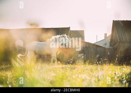 Weisses Pferd Grast Auf Weide In Der Nähe Von Old House Yard In Sunny Morning. Pferd Ruht Im Frischen Grünen Gras. Morgensonne Stockfoto