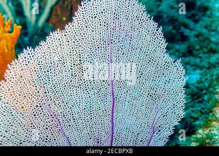 Gewöhnlicher lila Meeresfan in den karibischen Gewässern Stockfoto