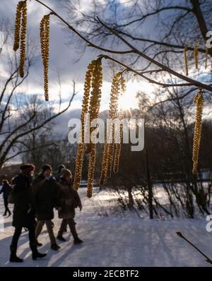 Berlin, Deutschland. Februar 2021, 13th. Wanderer passieren blühende Haselnusssträucher im schneebedeckten Berliner Tiergarten bei Sonnenschein. Quelle: Jens Kalaene/dpa-Zentralbild/ZB/dpa/Alamy Live News Stockfoto