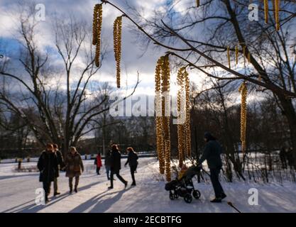 Berlin, Deutschland. Februar 2021, 13th. Wanderer passieren blühende Haselnusssträucher im schneebedeckten Berliner Tiergarten bei Sonnenschein. Quelle: Jens Kalaene/dpa-Zentralbild/ZB/dpa/Alamy Live News Stockfoto