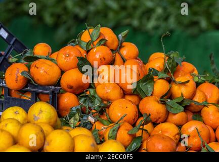 Mandarinen, Orangen auf dem Bauernmarkt zu verkaufen, frische und gesunde Lebensmittel. Stockfoto