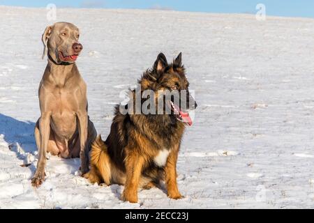 Schäferhund und Weimaraner im Schnee.Glücklicher Hund. Winterzeit. Gesunde Hunde im Schnee. Stockfoto