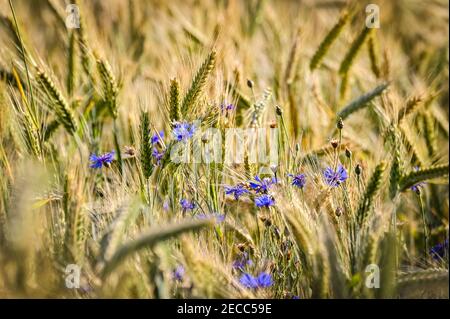 Eine Nahaufnahme von blauen Blumen in einem Weizenfeld In der untergehenden Sonne Stockfoto