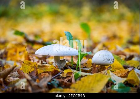 Zwei Pilze wachsen zwischen bunten Herbstblättern aus nächster Nähe Stockfoto