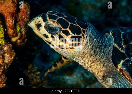 Seite einer grünen Schildkröte, die sich am Korallenriff ernährt Stockfoto