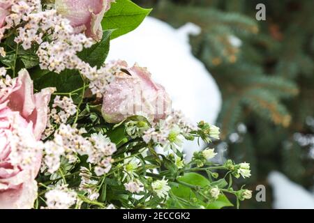 Rosa Schneerosen Stockfoto