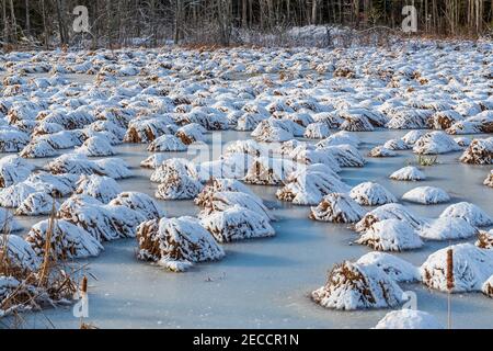 Flinton Conservation Area Addington & Lennox County Flinton Ontario Kanada Im Winter Stockfoto