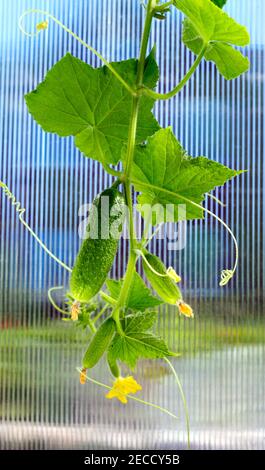 Gurkenpflanze. Gurke mit Blättern und Blumen. Wachsende Gurkenpflanze im Gewächshaus. Stockfoto